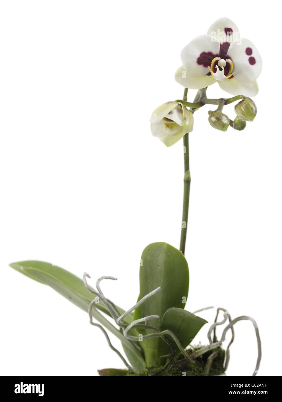 Phalaenopsis orchid hybrids with white-red flower Stock Photo