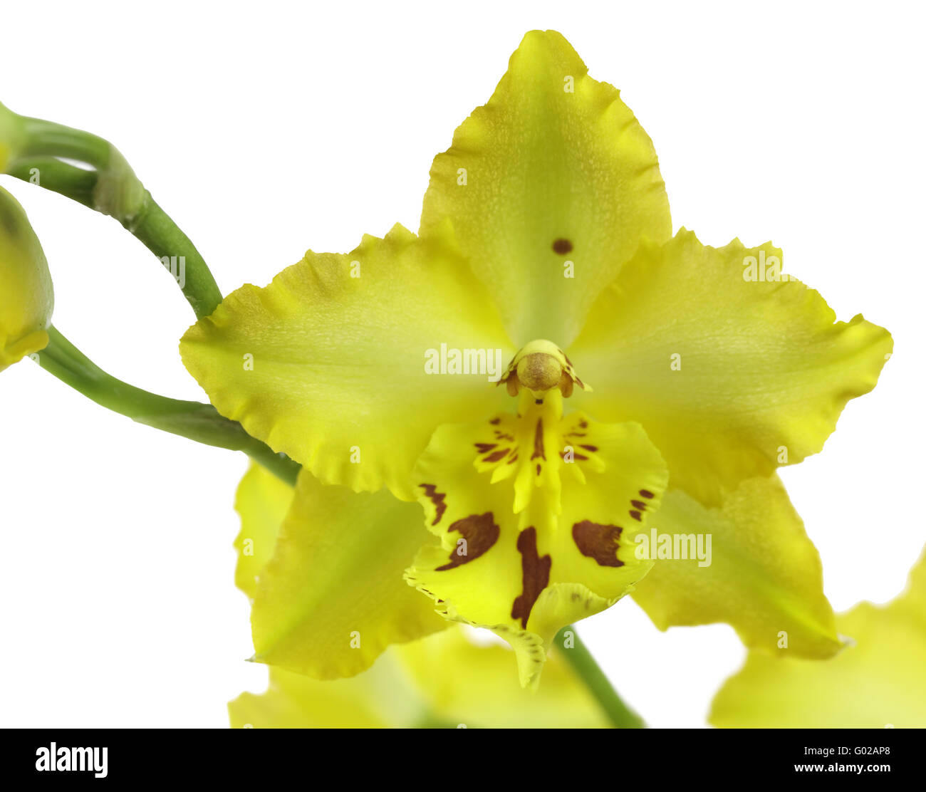 An orchid flower - hybrid with yellow flowers Stock Photo