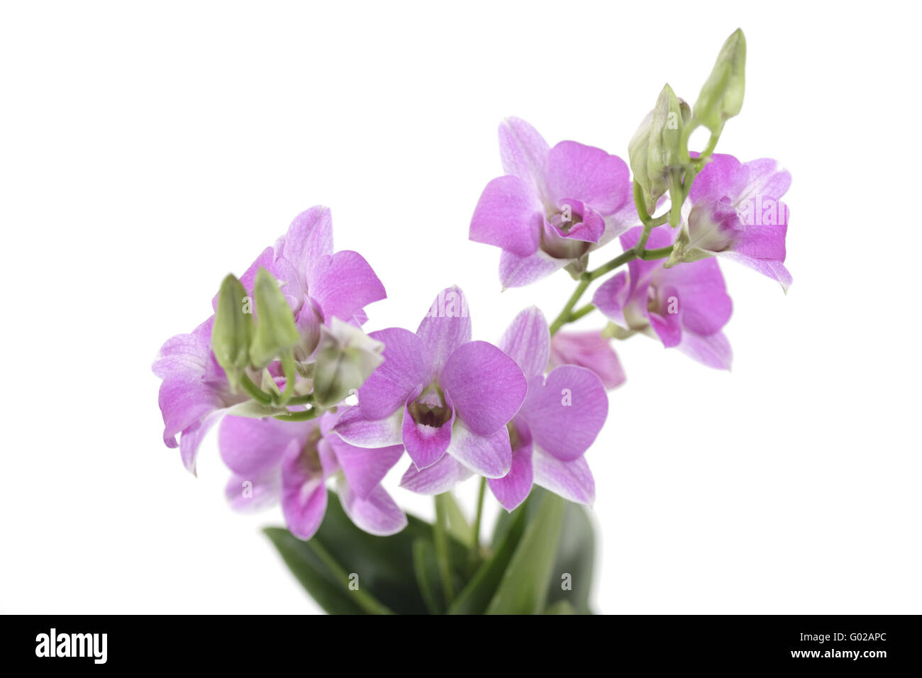 Dendrobium orchid flower spikes with pink flowers Stock Photo