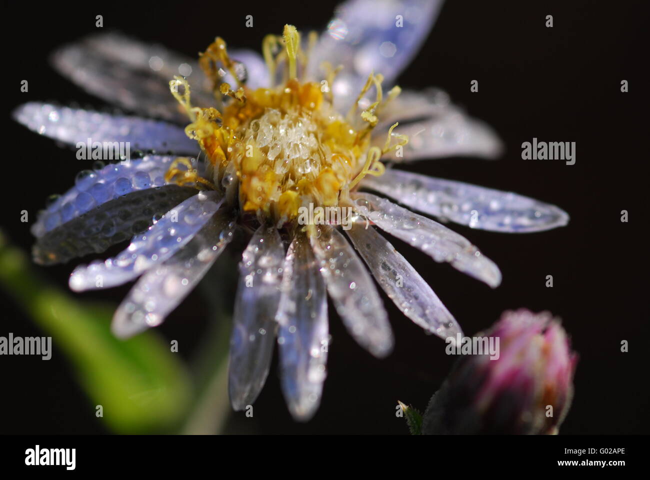 Closeup picture of a flower covered with dew Stock Photo Alamy