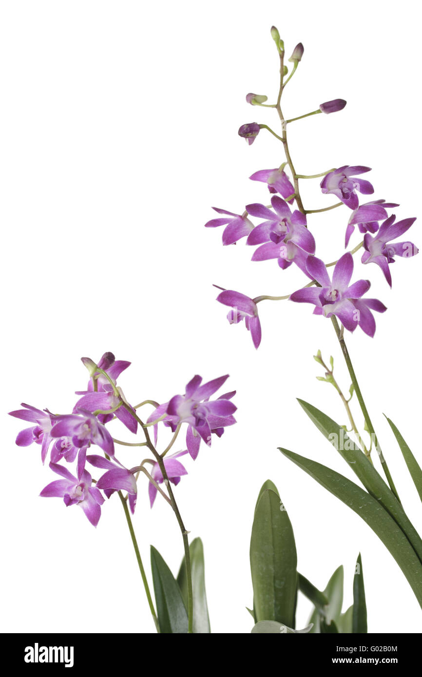 Dendrobium orchid with two bunches of flowers Stock Photo