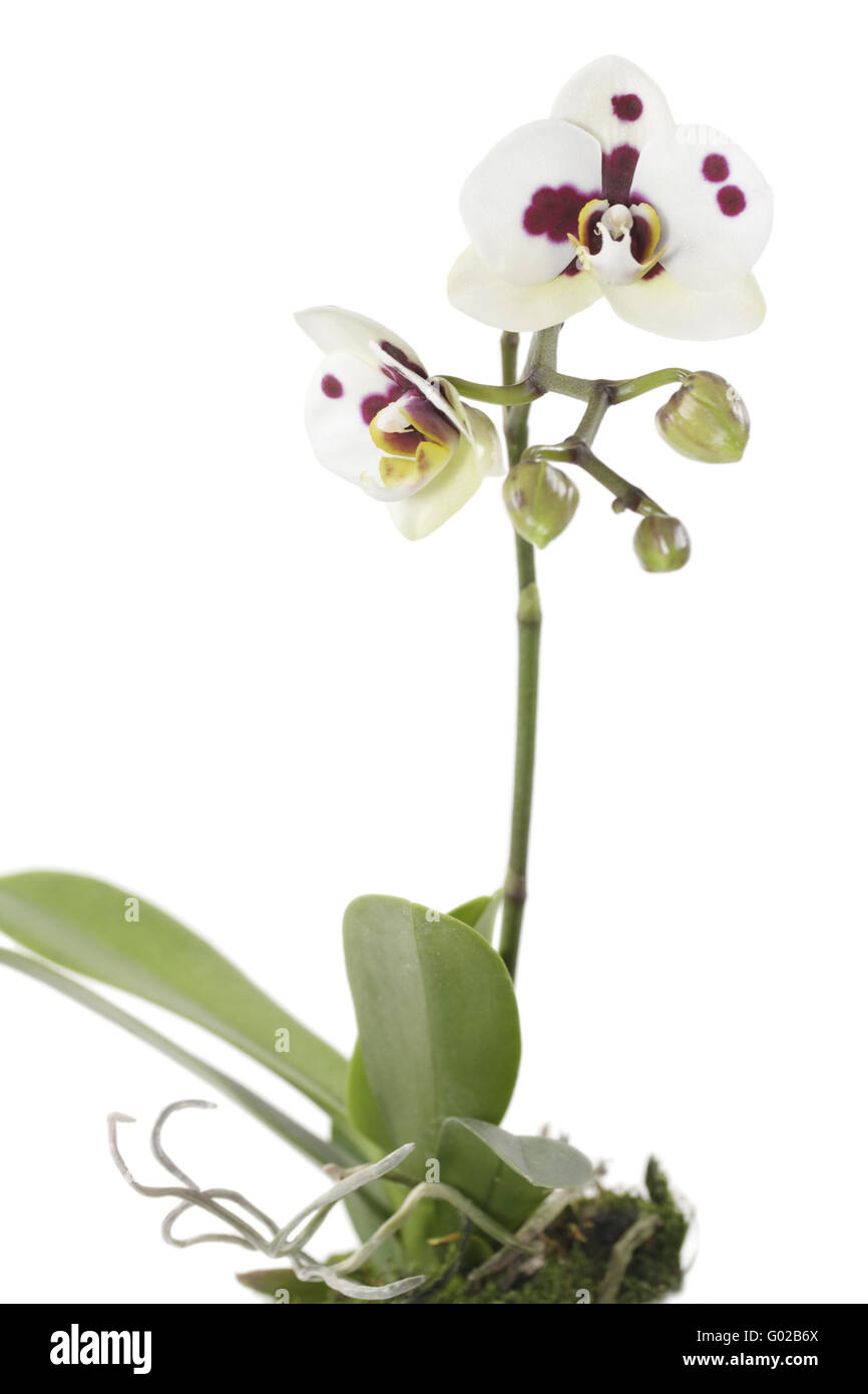 Phalaenopsis orchid hybrids with a panicle, white- Stock Photo