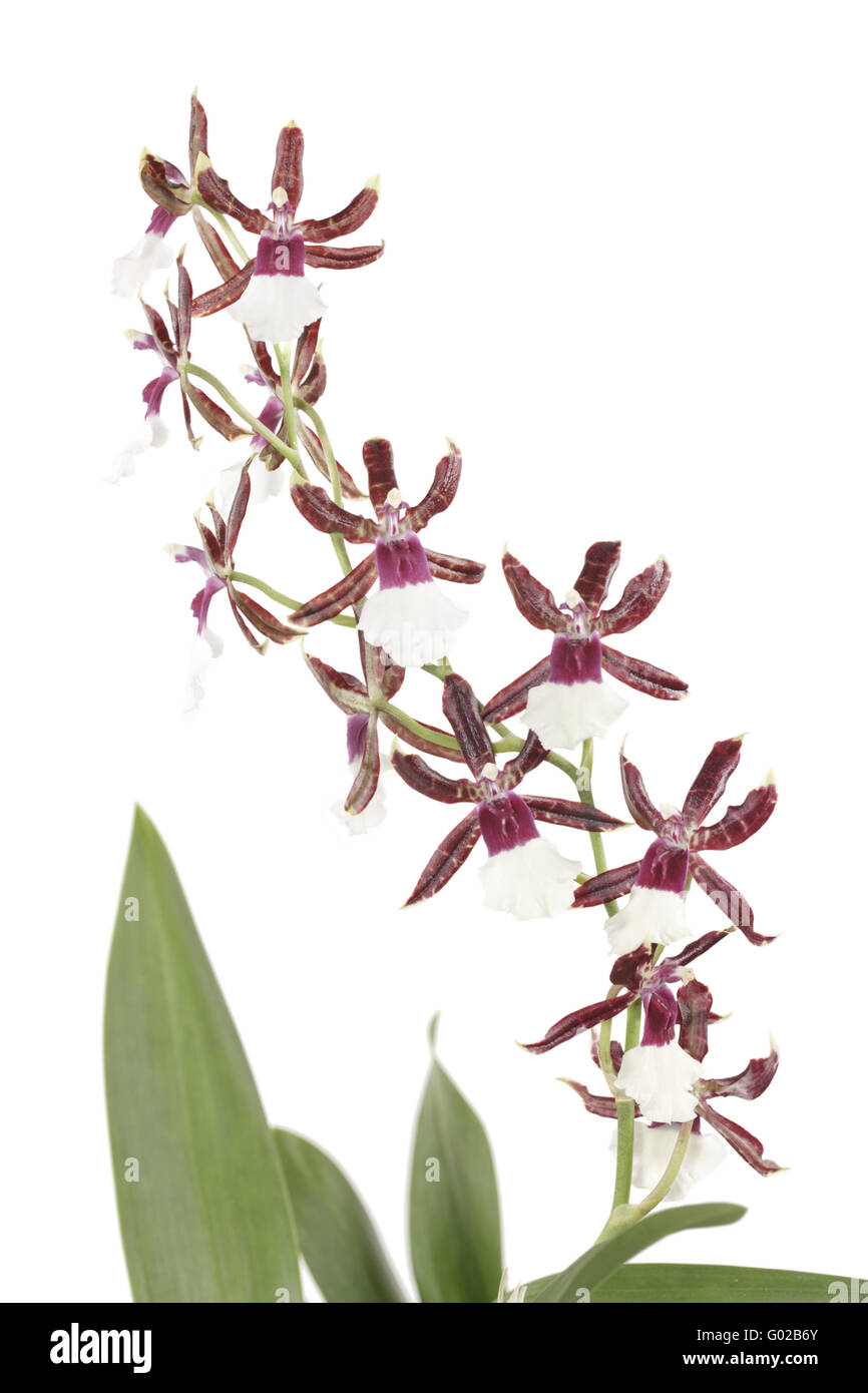 Orchid hybrids with a panicle, and red and white f Stock Photo