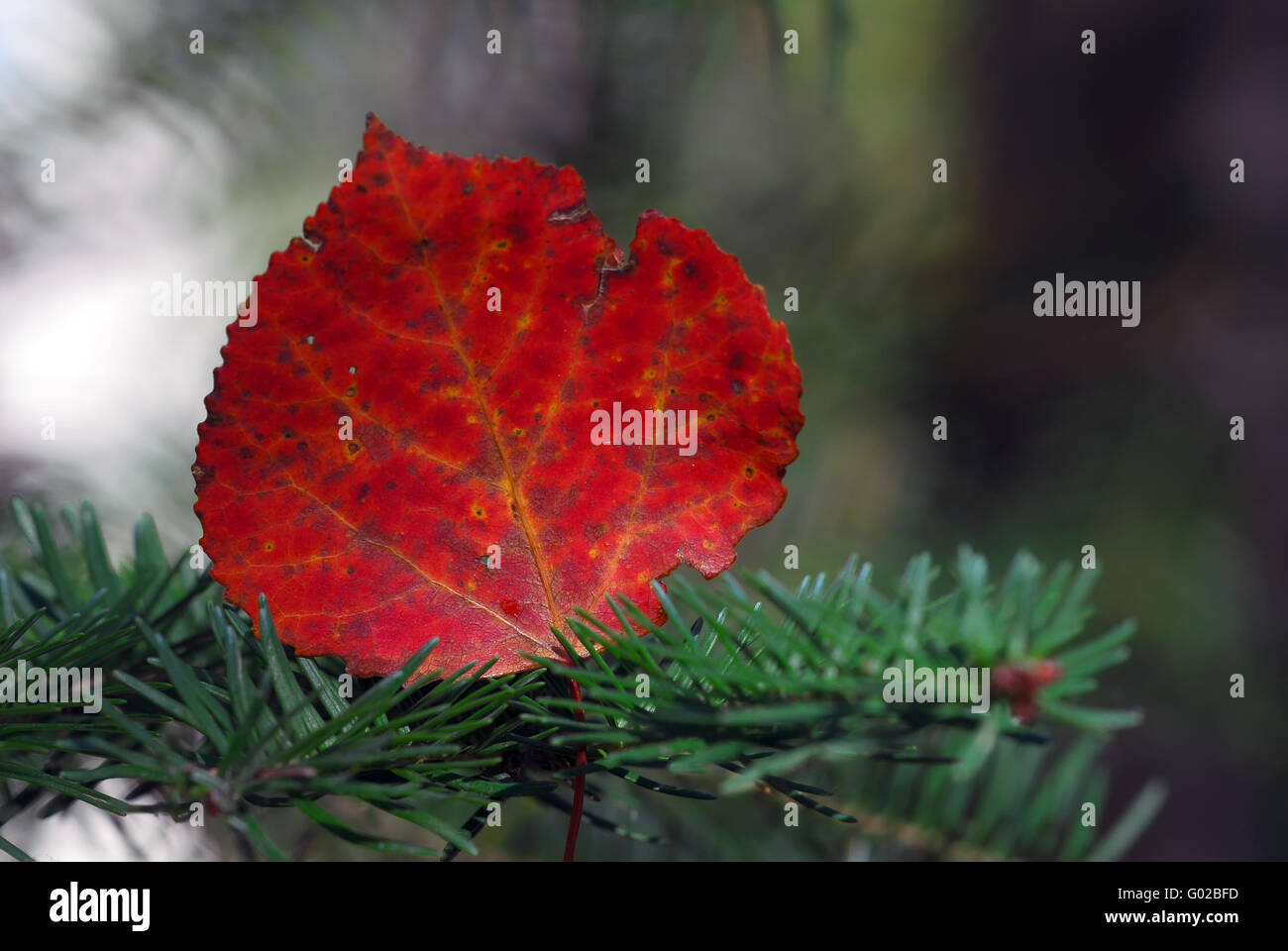 Close up leaf photos hi-res stock photography and images - Alamy