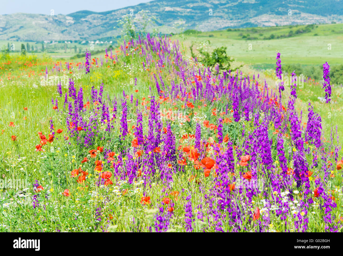 Beautiful summer mountain landscape with flowers Stock Photo - Alamy