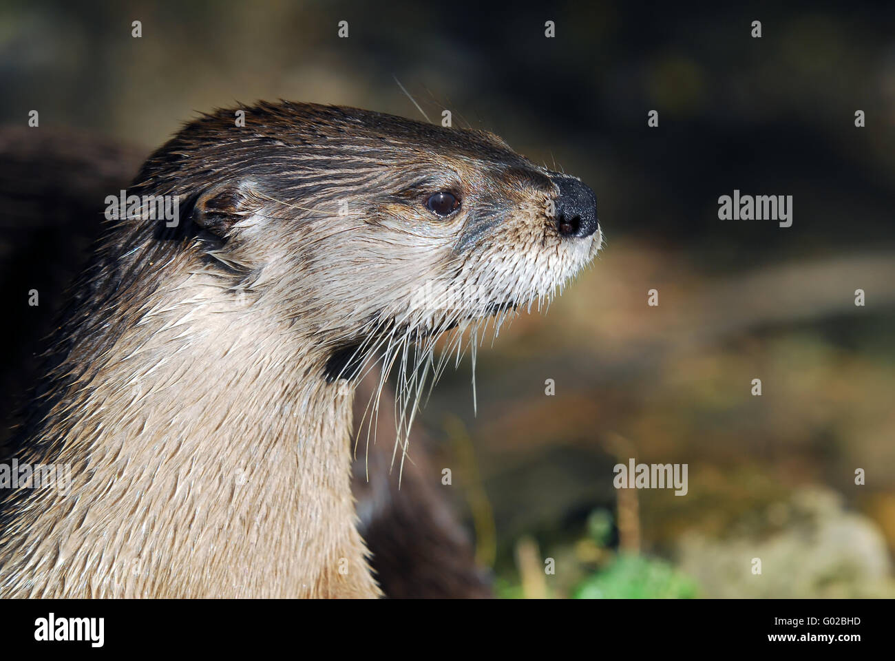 Close-up portrait of a wet Northern River Otter Stock Photo