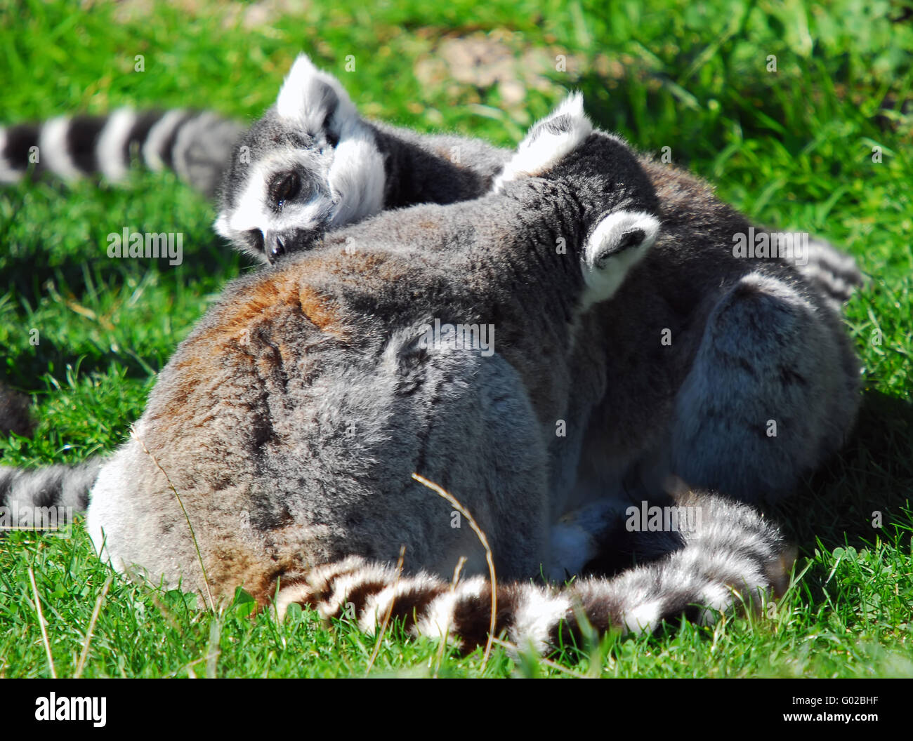 Portrait of two Ring-tailed Lemurs (Lemur catta) Stock Photo