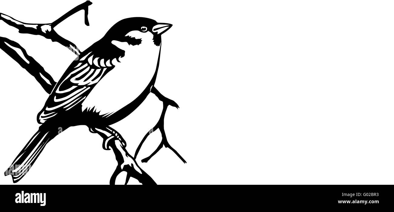 vector illustration of the bird on white background Stock Photo
