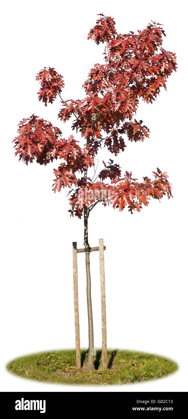 Single October Tree The isolated tree of Northern Oak in October Stock Photo - Alamy