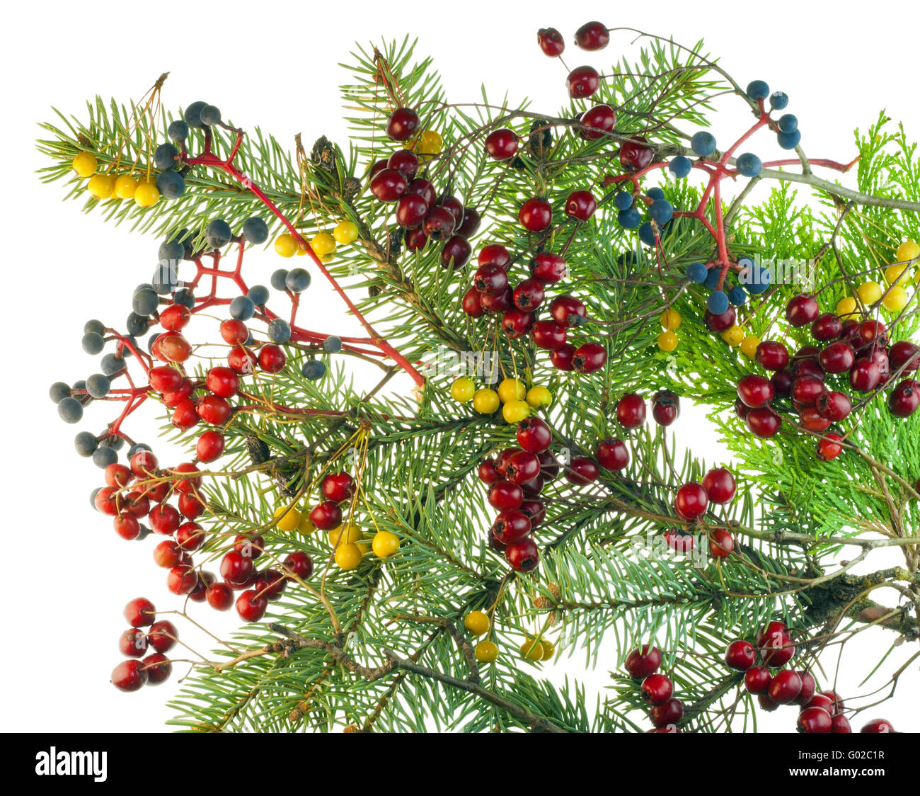 Christmas bouquet from berries and fur-tree branches Stock Photo