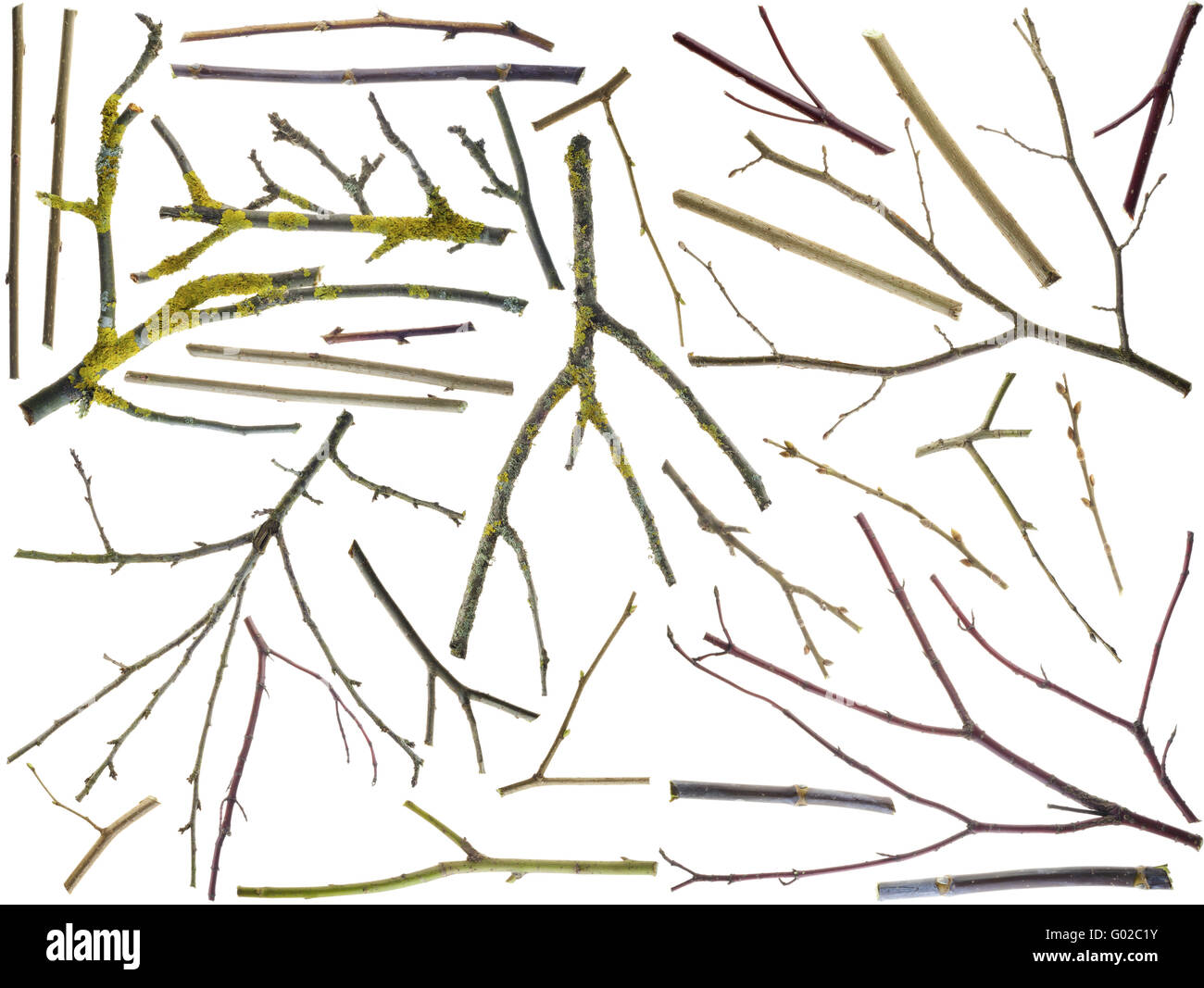 Branches of different breeds of trees and bushes set Stock Photo Alamy