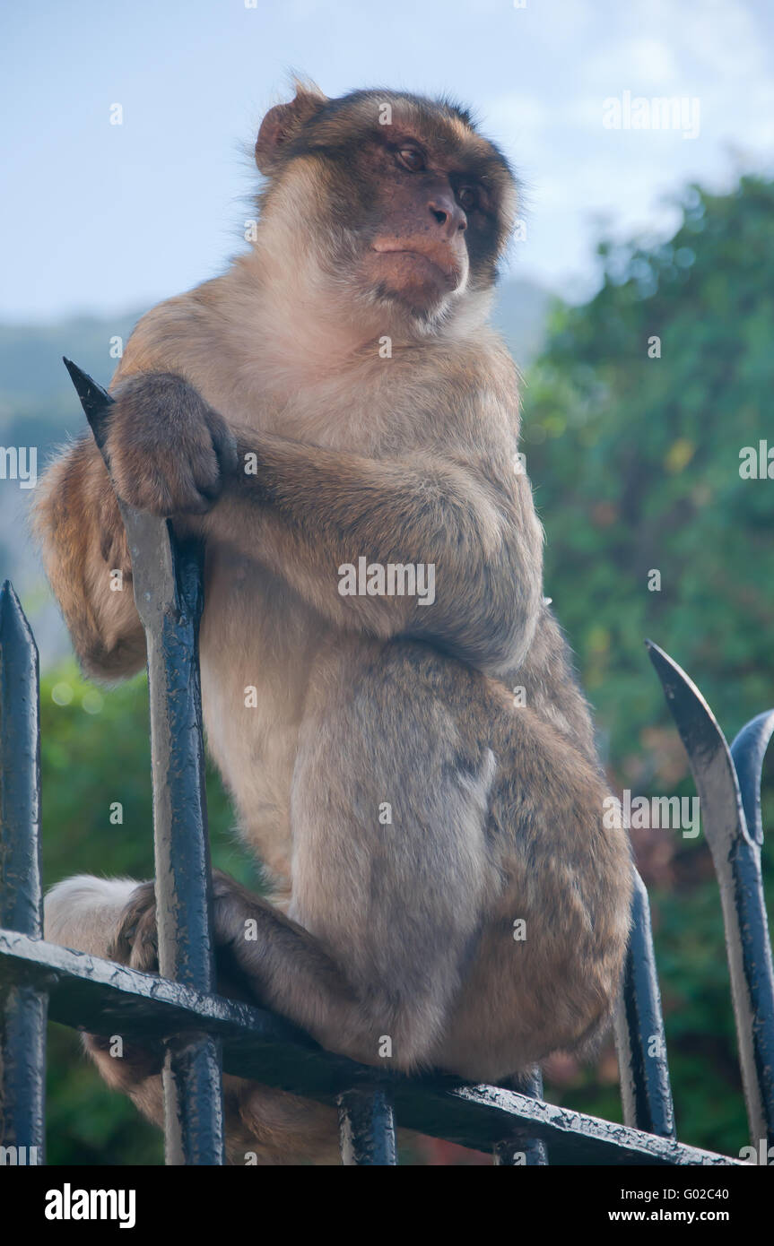 Monkey on a railing of Gibraltar Stock Photo