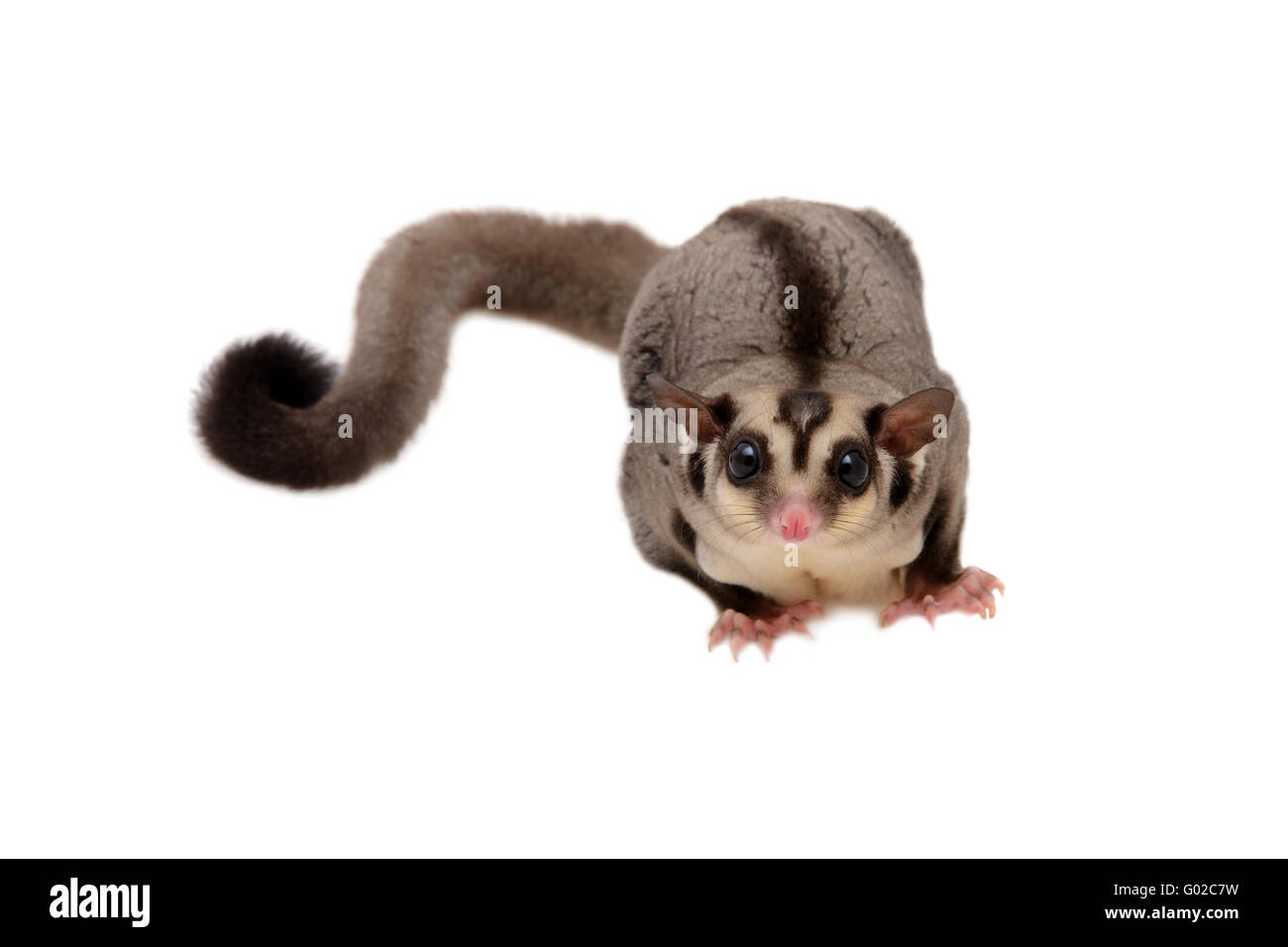 Little sugarglider looking forward at something on white background. Stock Photo