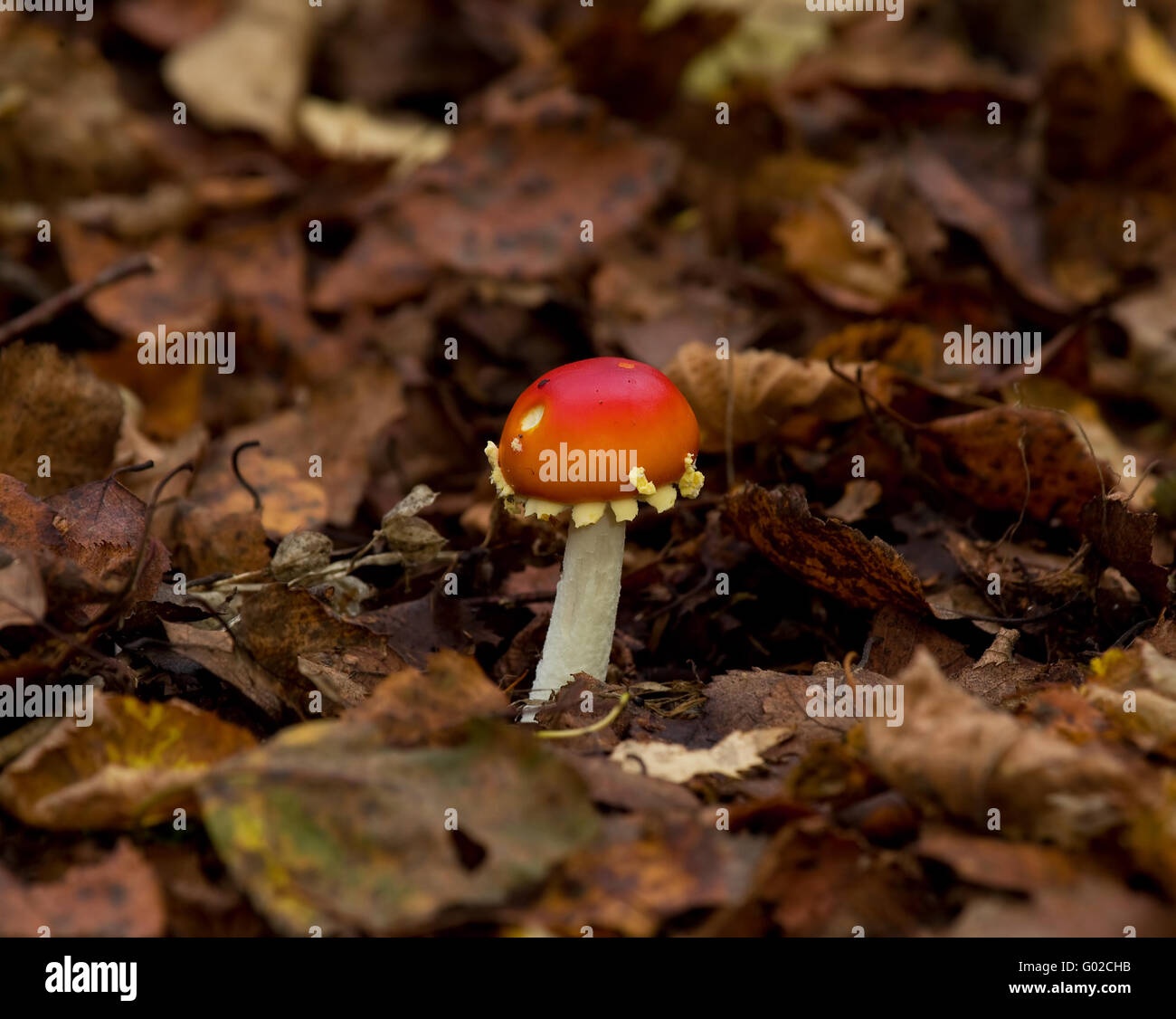 Fly Agaric toadstool just emerged Stock Photo