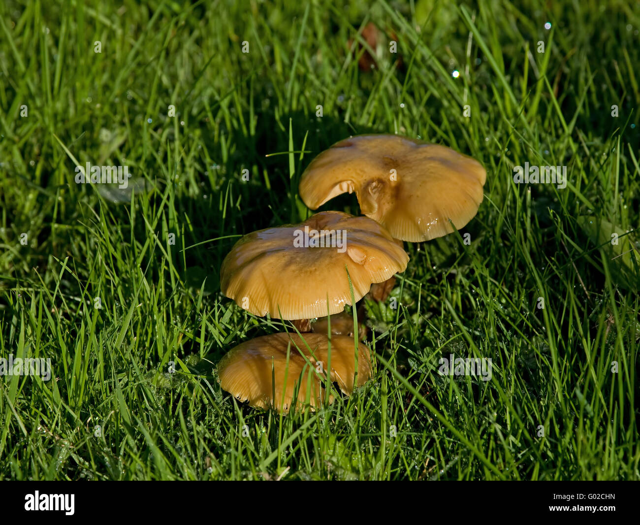 Orange Fungus in early sun and dew Stock Photo