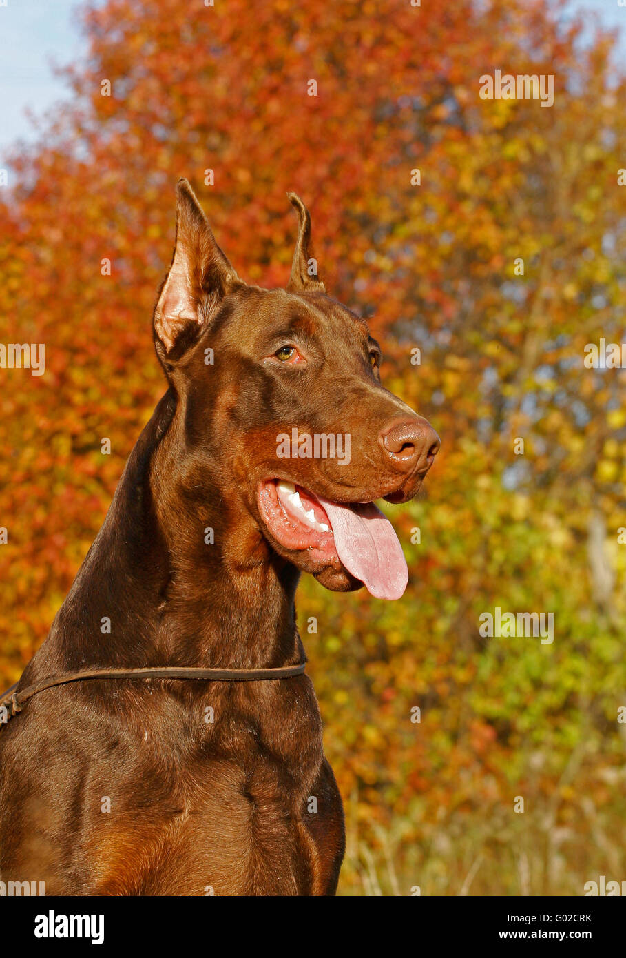 The Doberman Pinscher (alternatively spelled Dobermann in many countries) or Doberman is a breed of domestic dog. Dobermann Pins Stock Photo