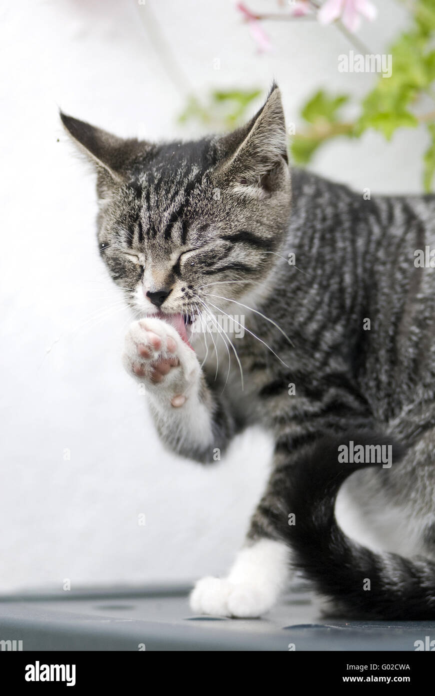 Pictures of cats hi-res stock photography and images - Alamy