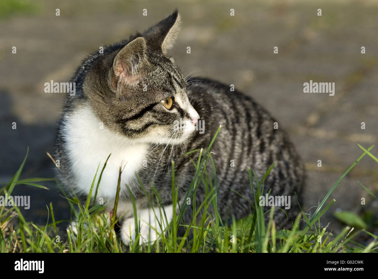 Pictures of cats hi-res stock photography and images - Alamy