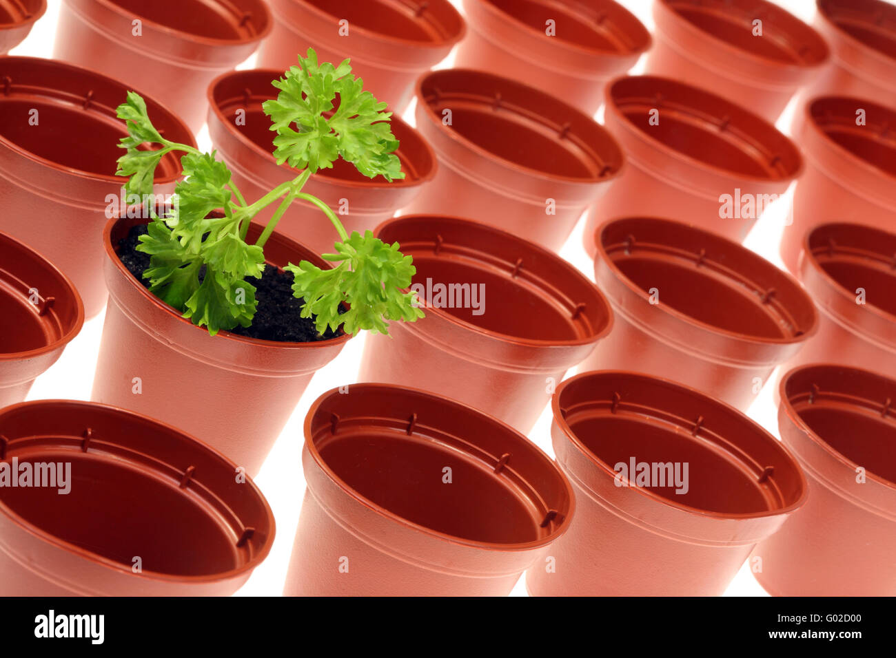 Spring parsley hires stock photography and images Alamy