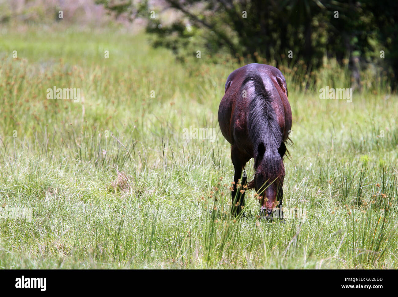 Grazing horse in the Florida sunshine. April 2016 Stock Photo