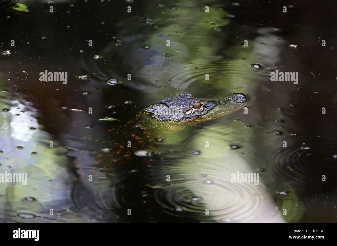 Small gator in the creek, Florida, USA Stock Photo