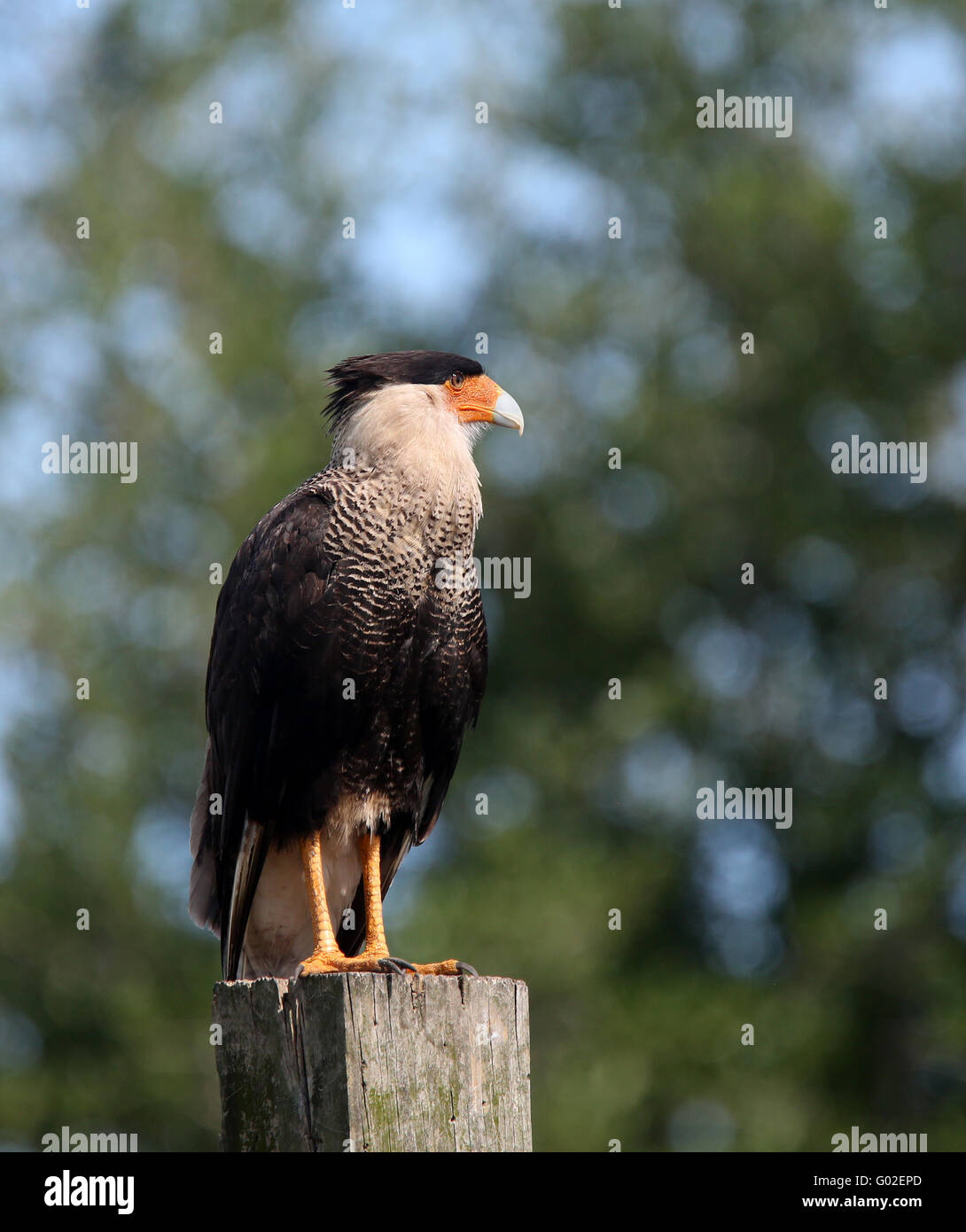 A Crested Caracara on a fence post in rural Florida. April 2016 Stock Photo