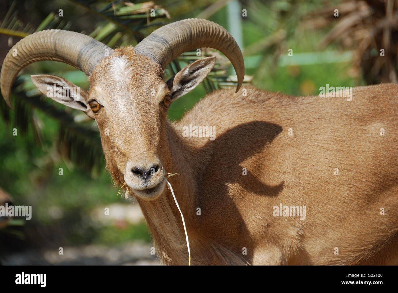 Moroccan mountain goat Stock Photo