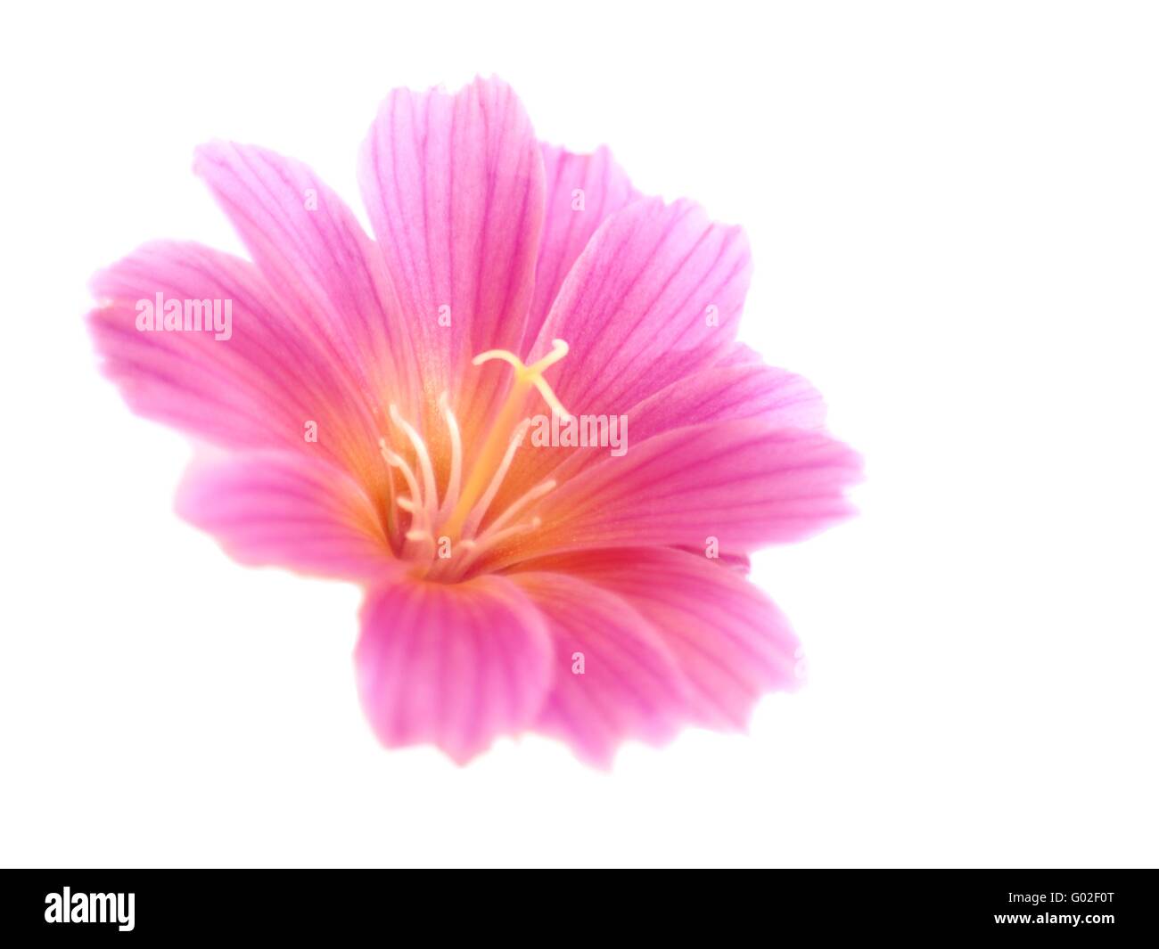 Lewisia cotyledon - bloom Stock Photo