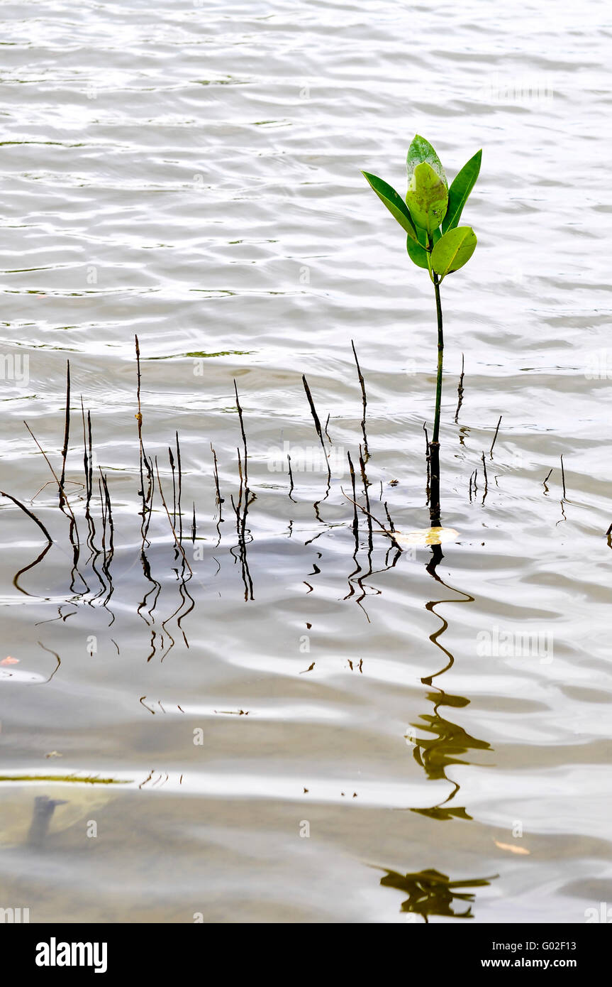 Swamp water hi-res stock photography and images - Alamy