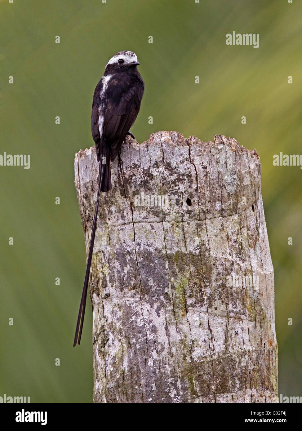 Male long-tailed tyrant perched on tree stump Stock Photo