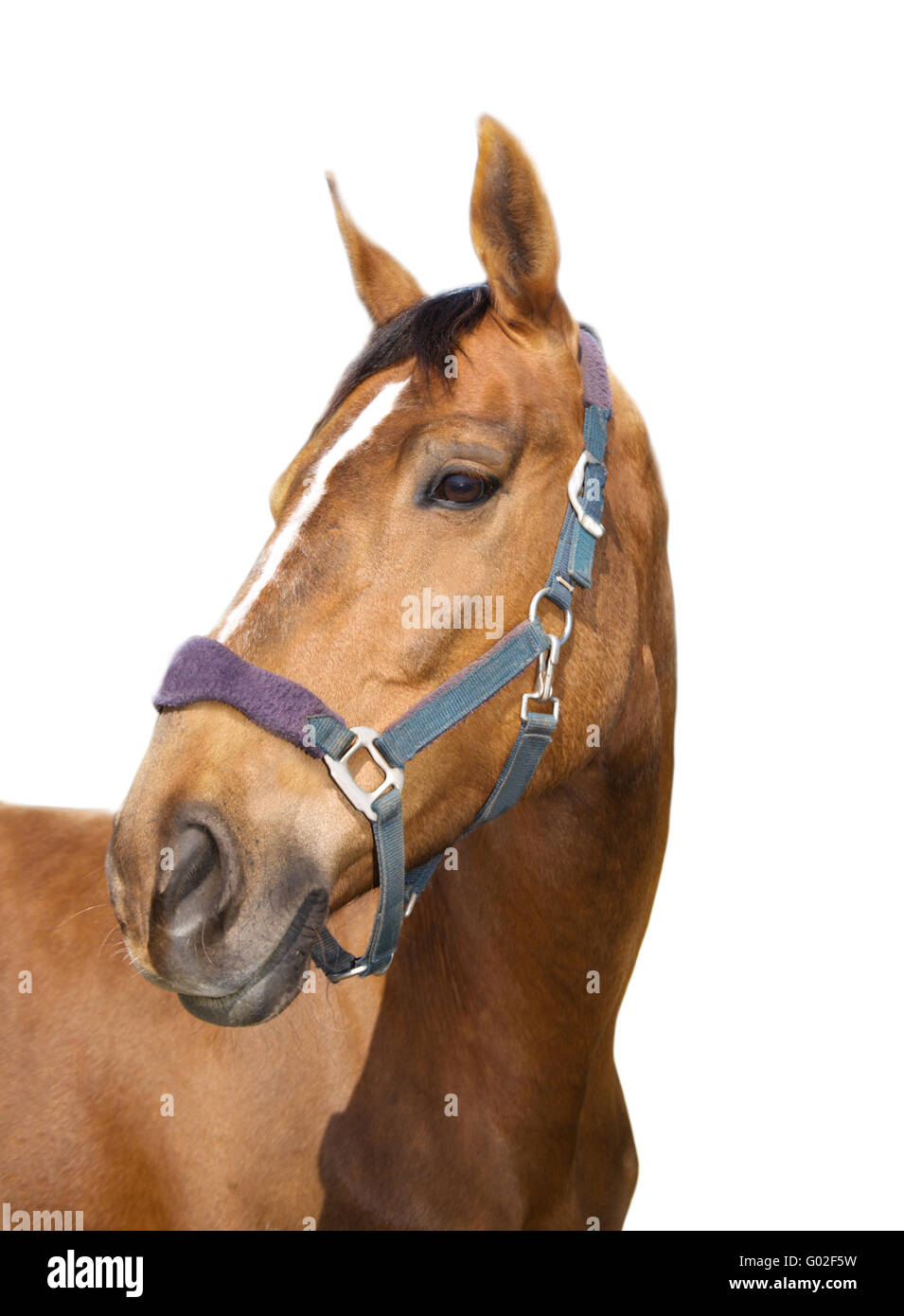 Head of the horse Stock Photo Alamy