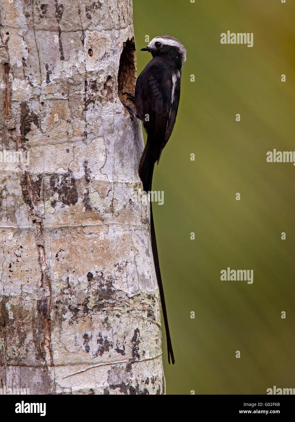 Male long-tailed tyrant on tree by nest hole Stock Photo