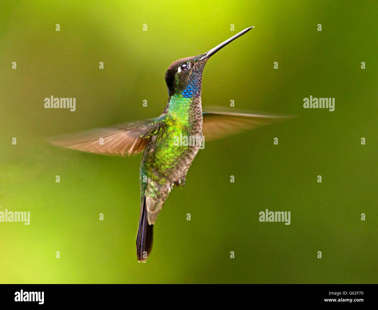 Male magnificent hummingbird hovering Stock Photo
