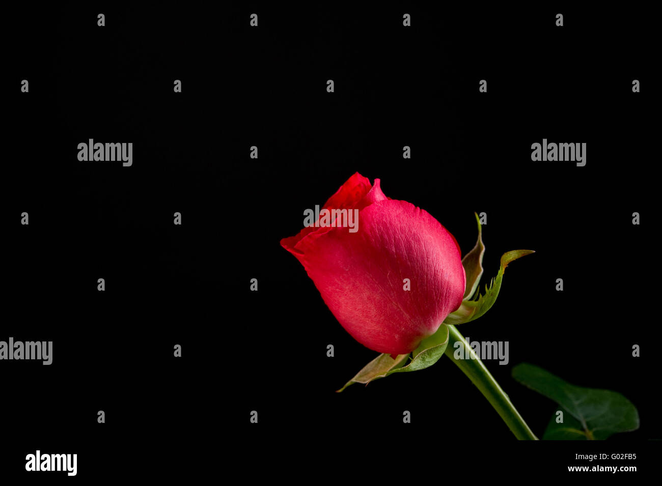 Single Red Rose on Black Background Stock Photo Alamy