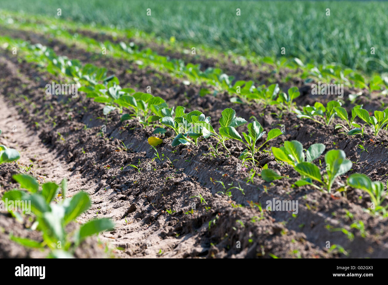Field with cabbage Stock Photo - Alamy