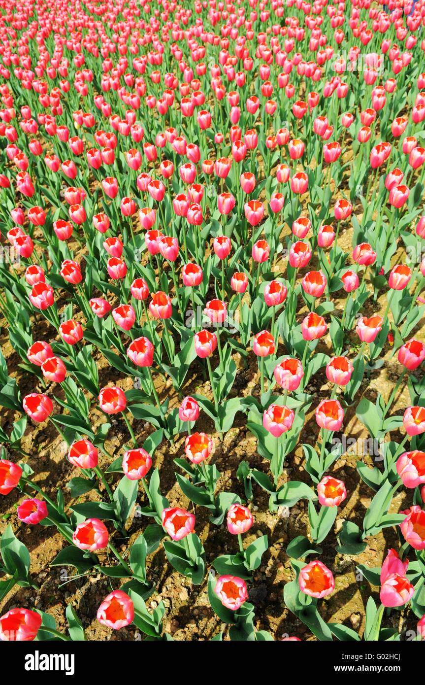 Liliengewaechse liliaceae hi-res stock photography and images - Alamy
