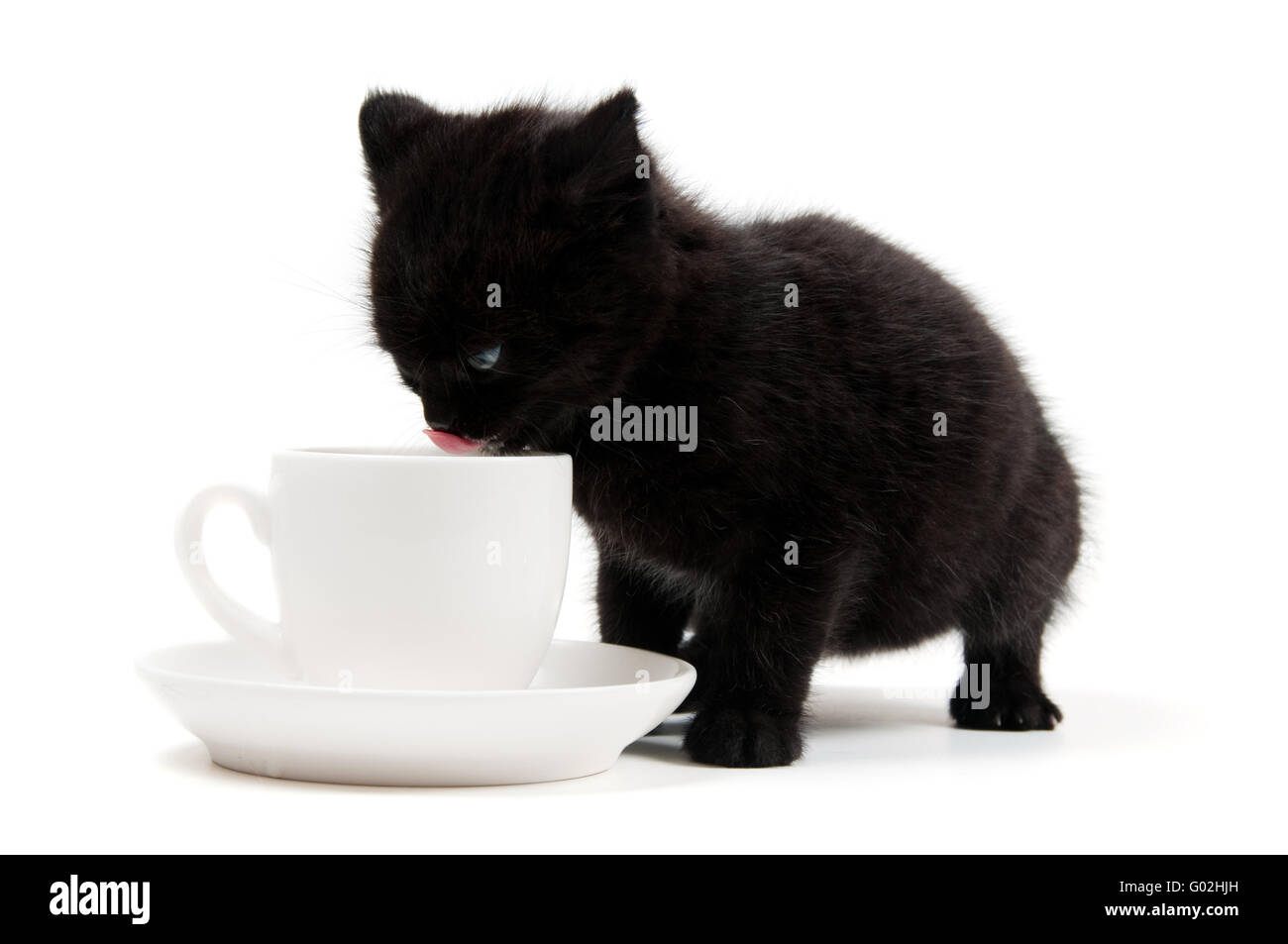Shot of little cute black kitten isolated on white Stock Photo