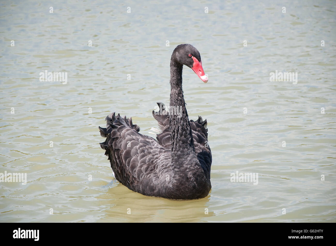 Black swan (Cygnus atratus) Stock Photo