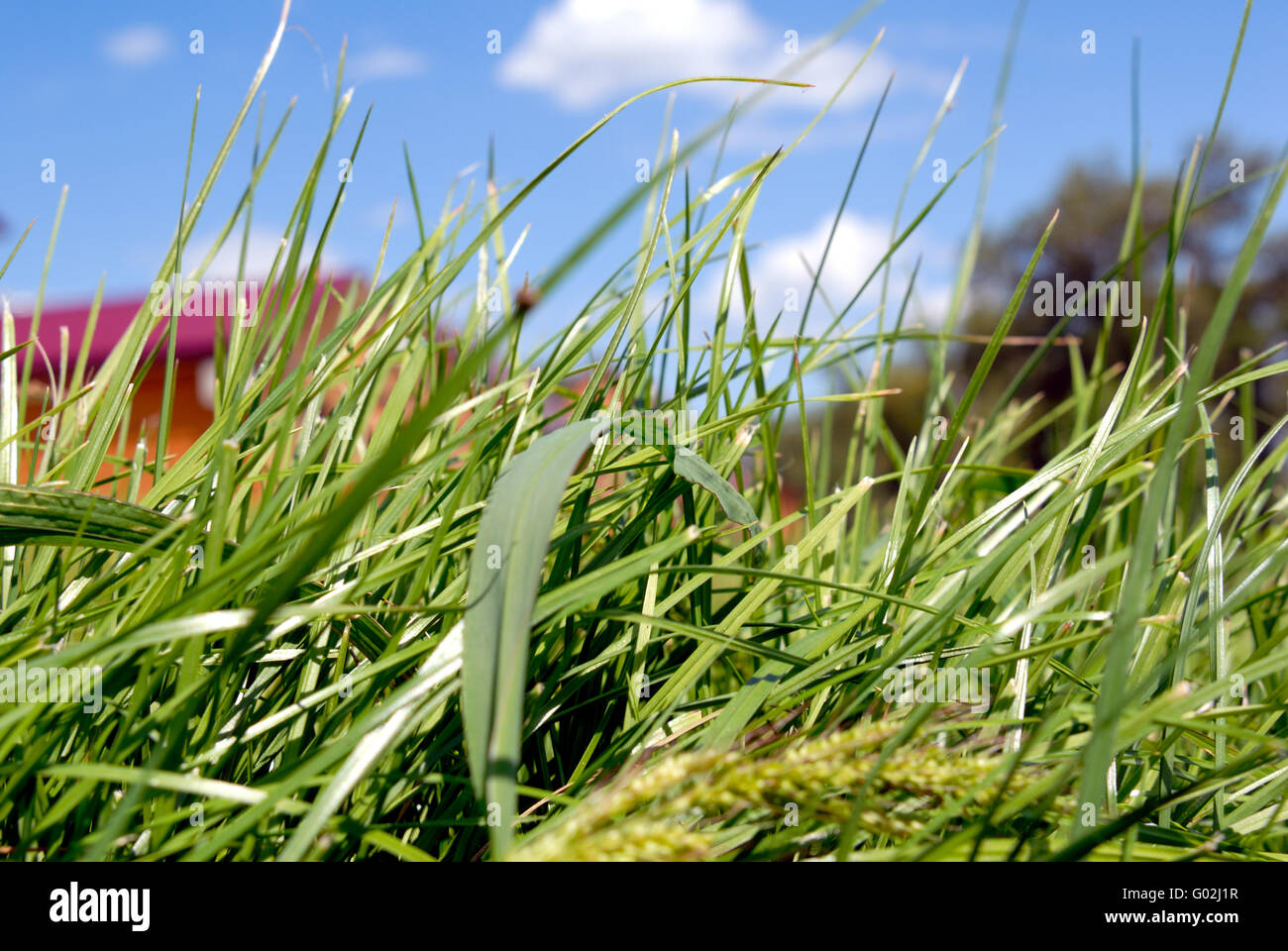 Green grass on a background of the blue sky with clouds Stock Photo - Alamy