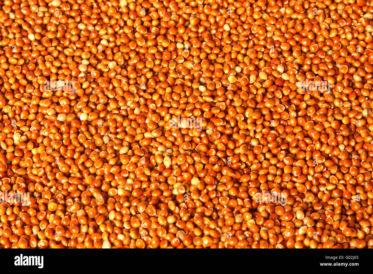 A texture of red millet seeds (Panicum miliaceum) Stock Photo
