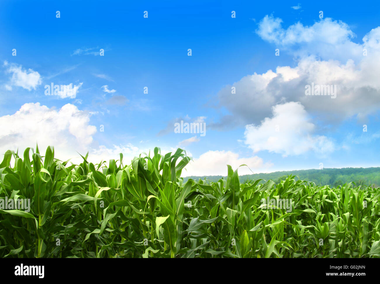 Field of young corn growing against blue sky Stock Photo - Alamy