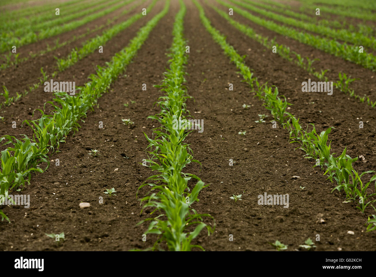 maize field in springtime Stock Photo