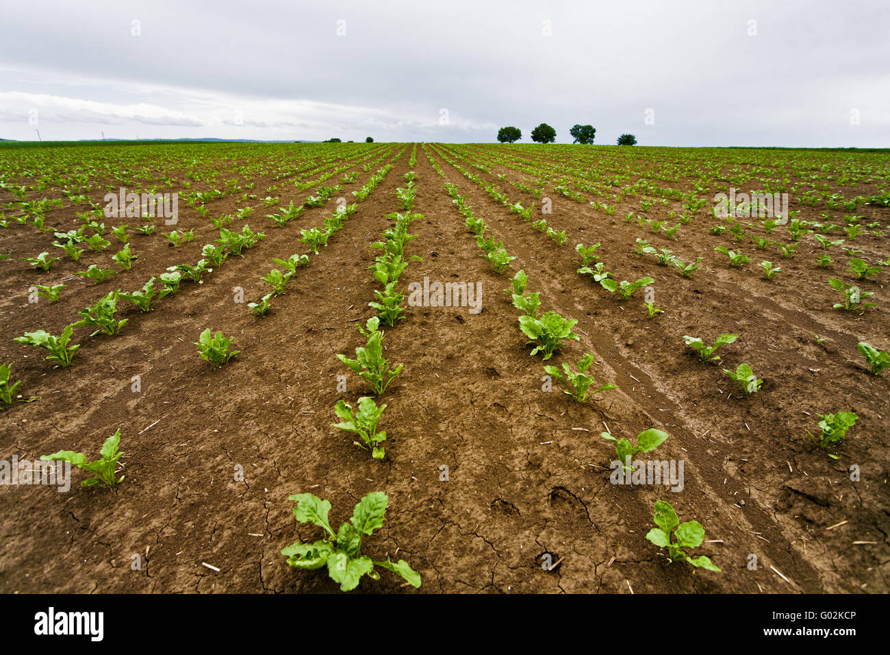 Field of beets hires stock photography and images Alamy