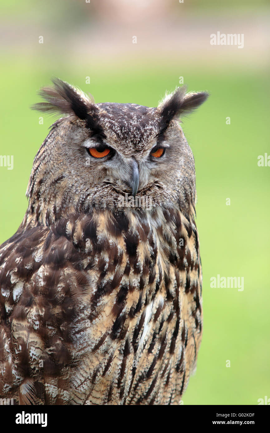 Big owl Stock Photo