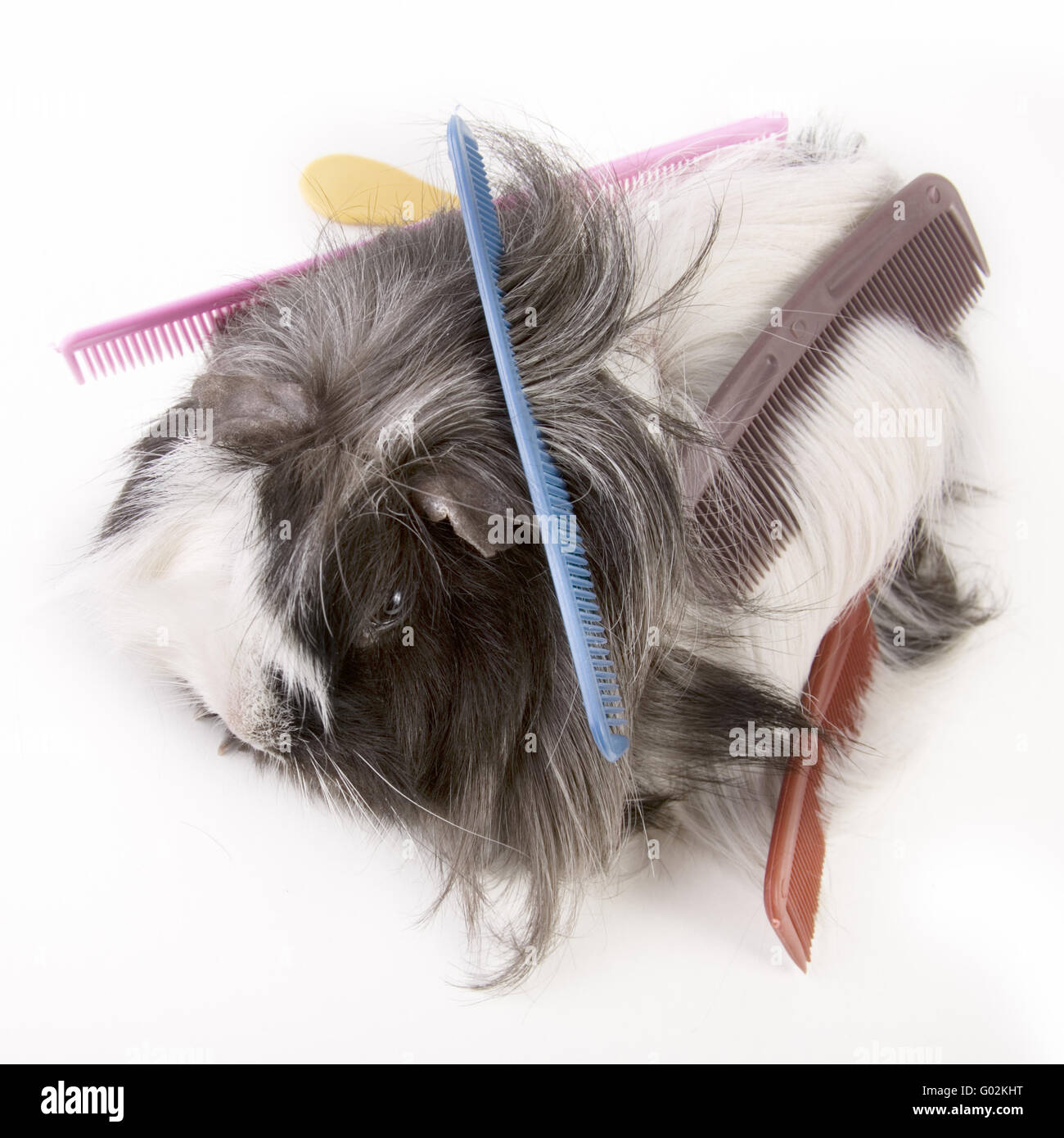 guinea pig with  combs Stock Photo