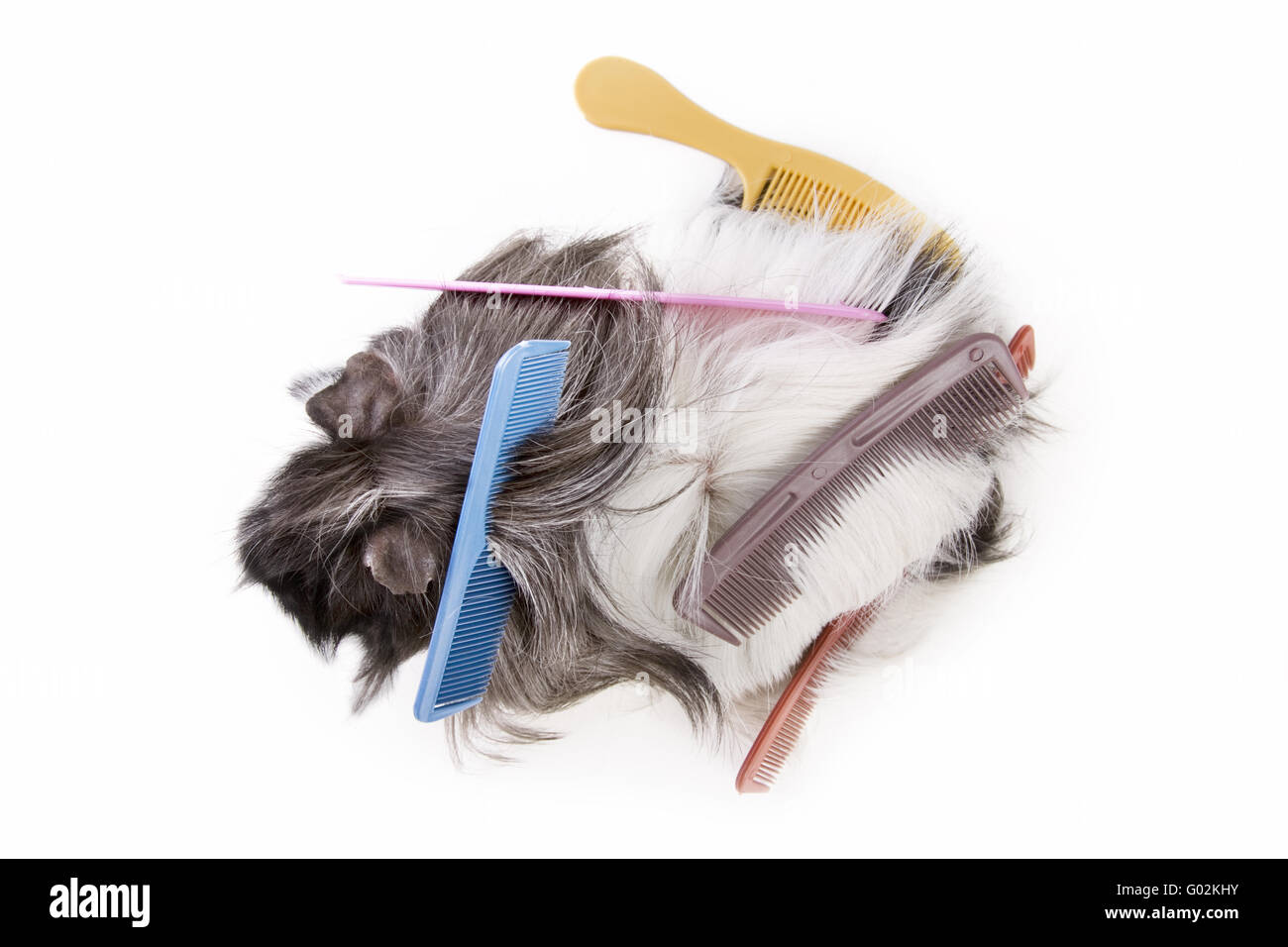 guinea pig with  combs Stock Photo