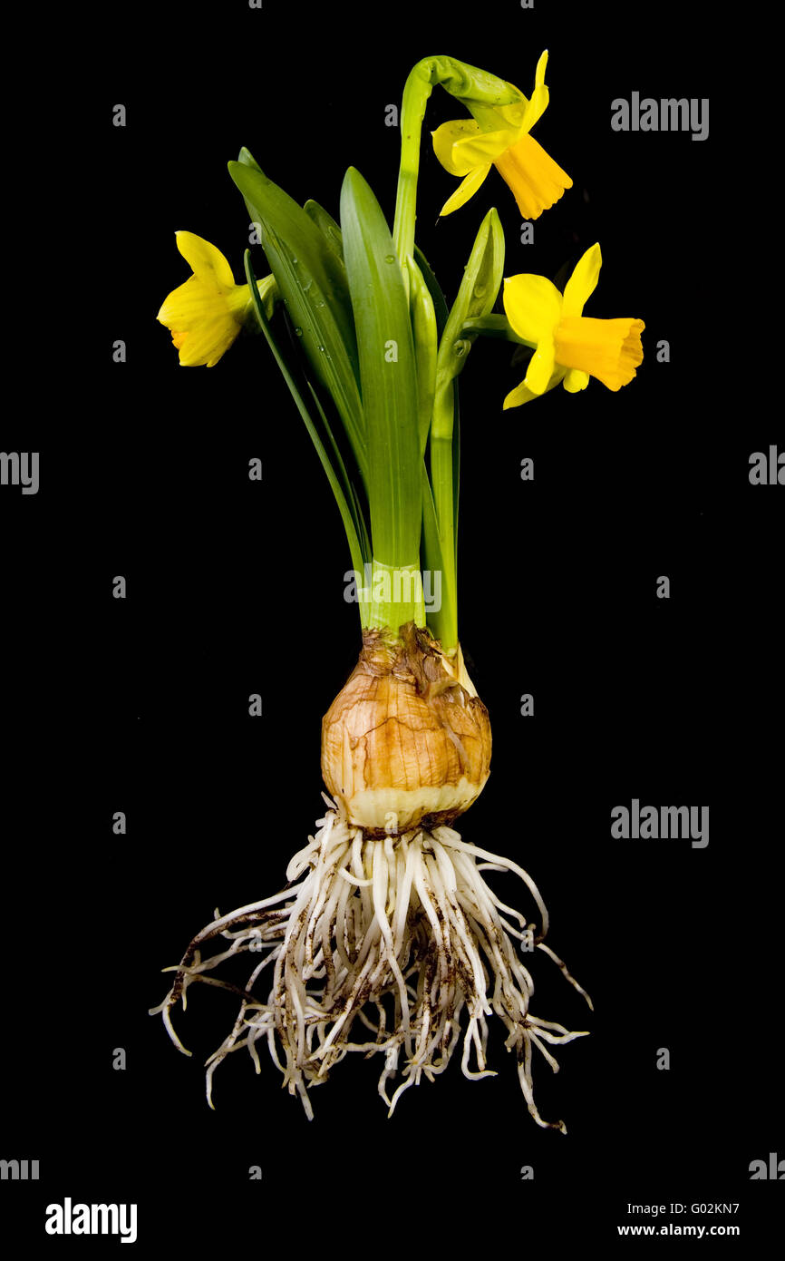 Potted daffodil hires stock photography and images Alamy
