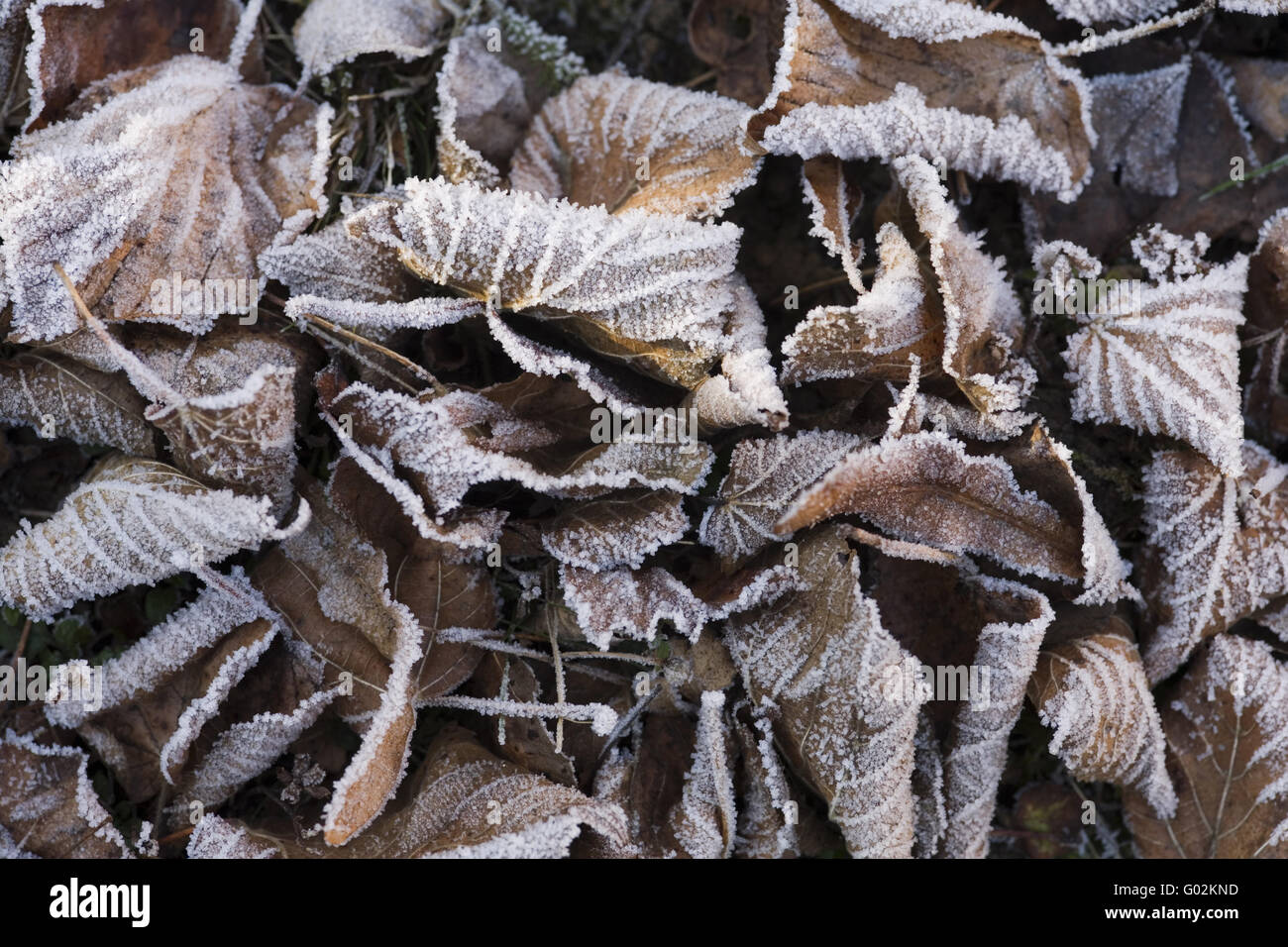 leaves with hoar frost Stock Photo