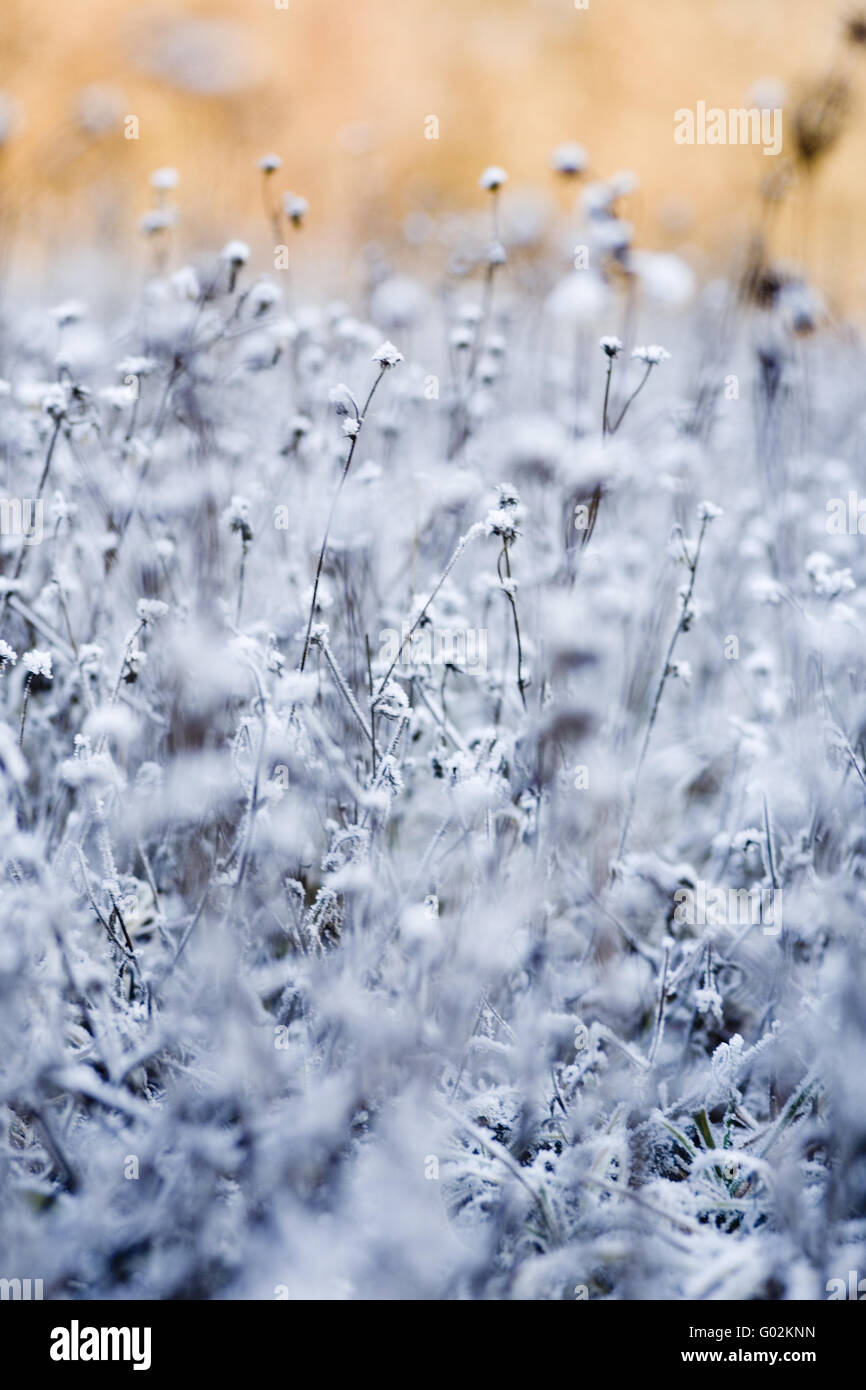 Hoar Frost On Flowers Hi res Stock Photography And Images Alamy