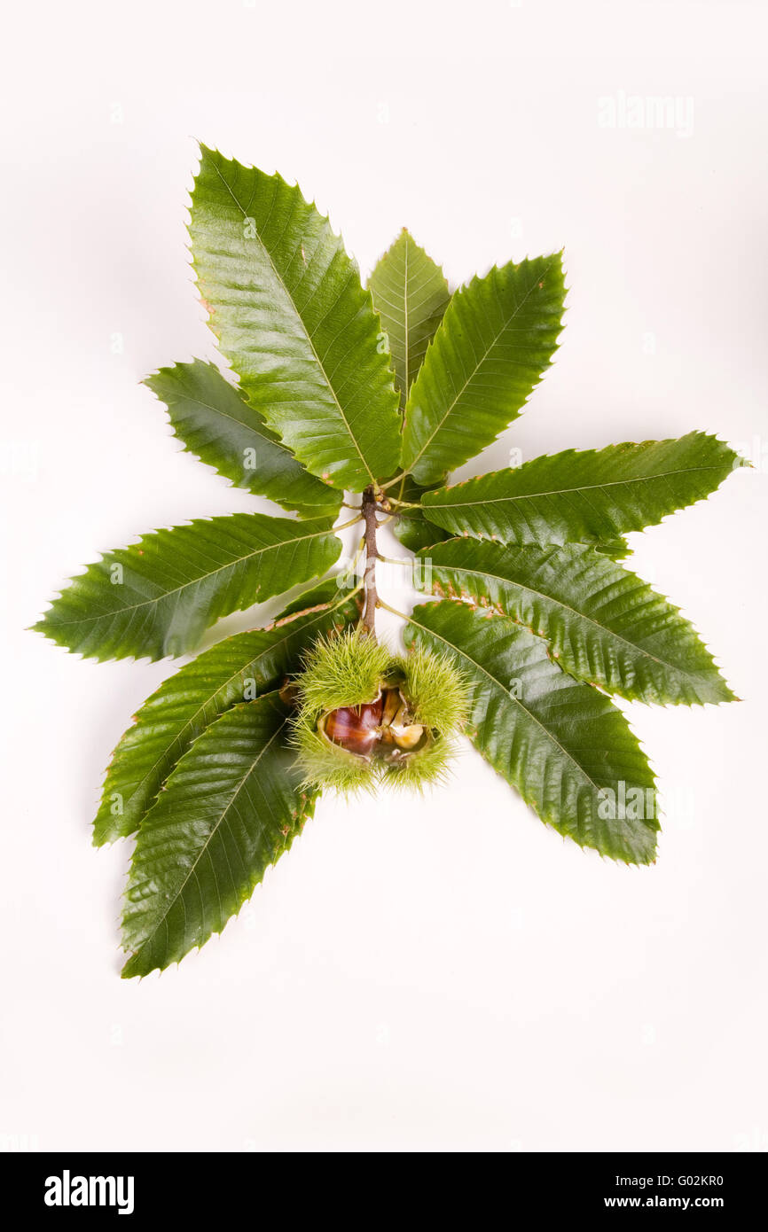 sweet chestnut (Castanea sativa) Stock Photo
